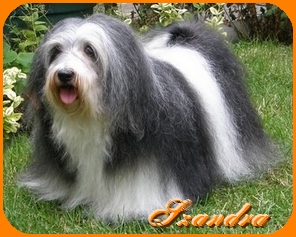 Szandra, Havaneser